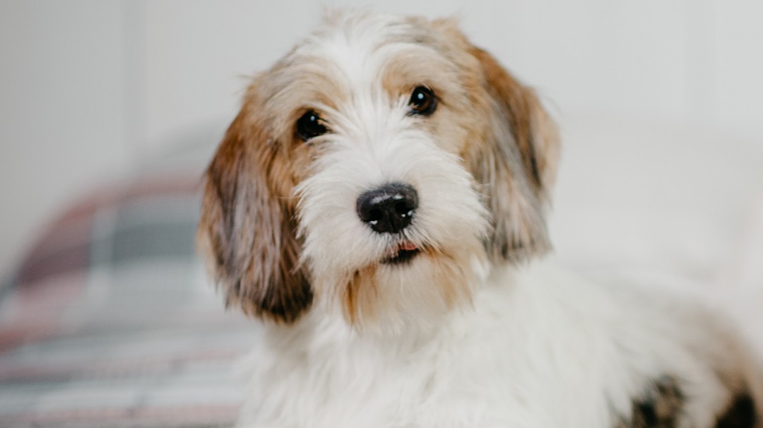 Petit Basset Griffon Vendéen - ras