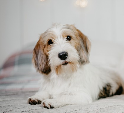 Petit Basset Griffon Vendéen - ras