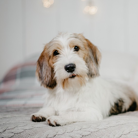 Petit Basset Griffon Vendéen - ras