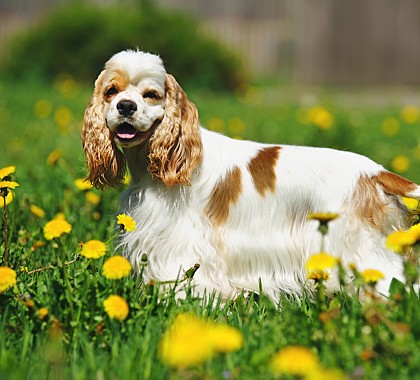 Shutterstock 654197953 g
