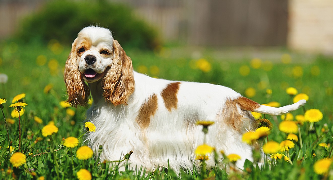 Shutterstock 654197953 g