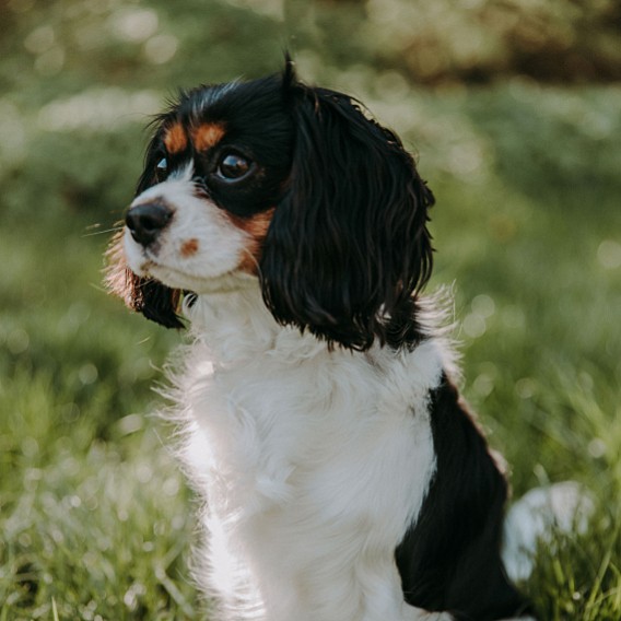 Cavalier1