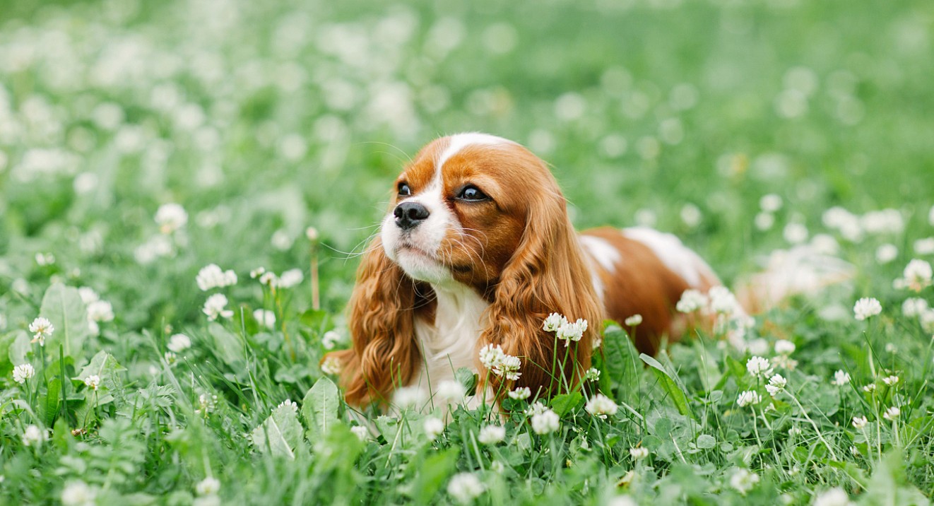 Cavalier2