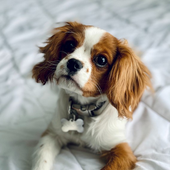 Cavalier4